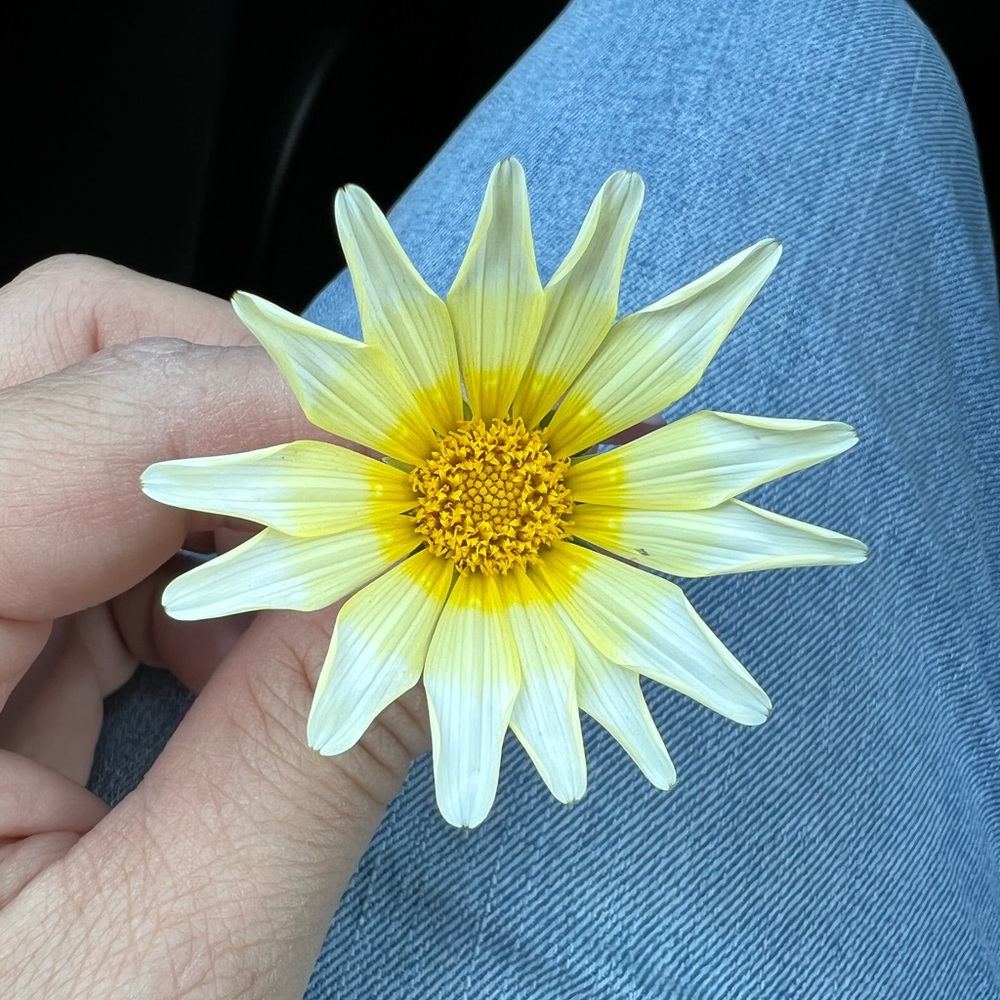 Meet your Posher, Penelope